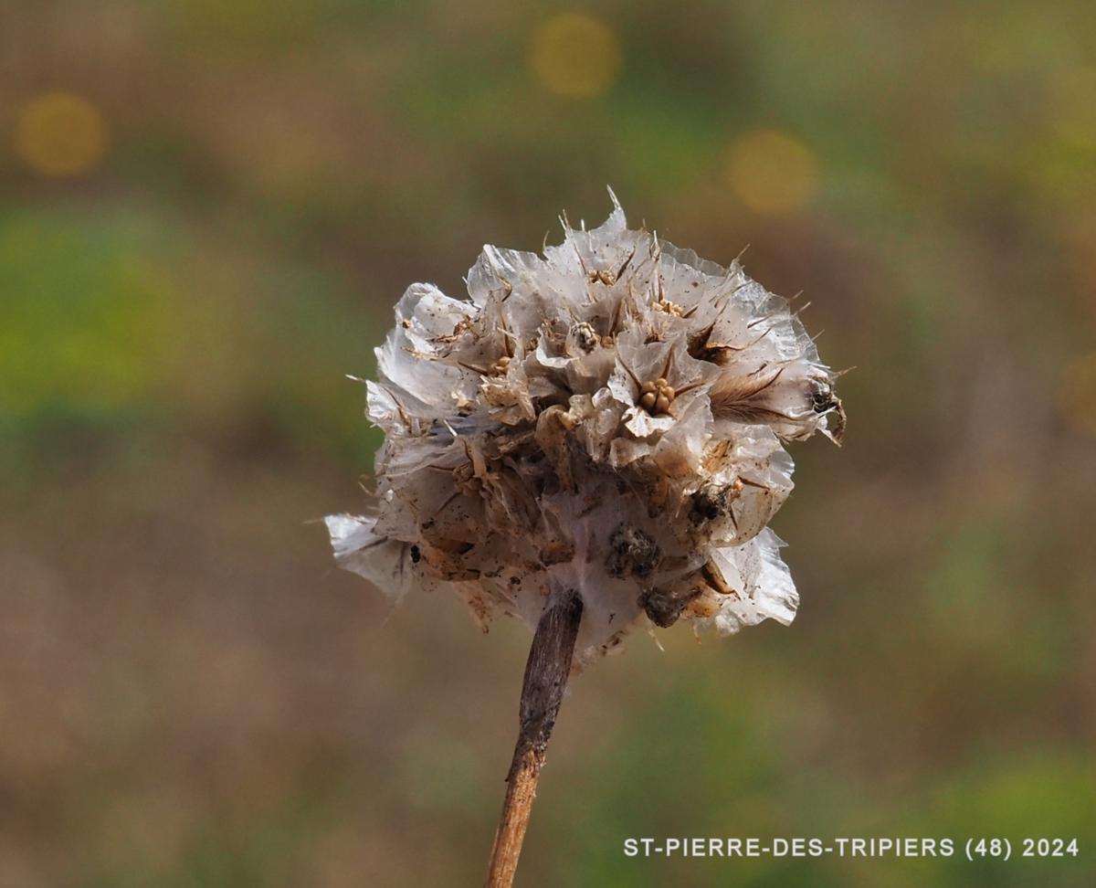 Thrift, Gerard's fruit